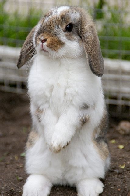 Conejo