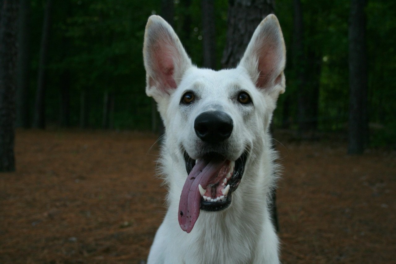 Perro
