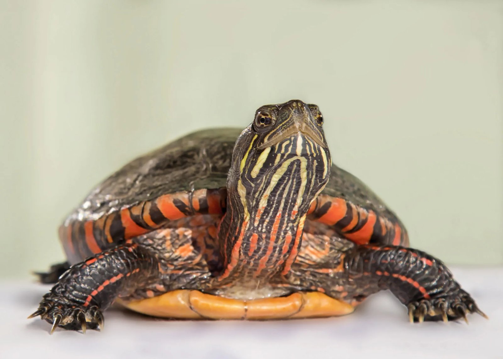 Tortuga