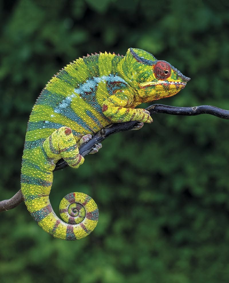 Reptil en consulta